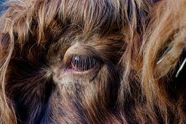 Scottish highlander by ton vogels