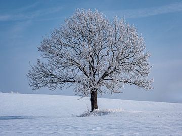 eenzame boom in een winterlandschap van Animaflora PicsStock