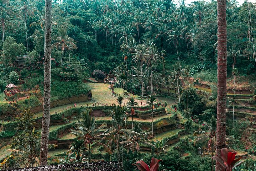 Bali by Hello Pompoyo