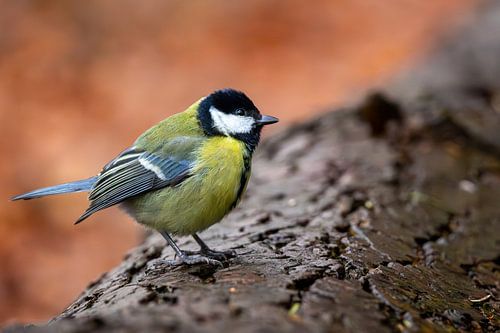 Koolmees in de natuur