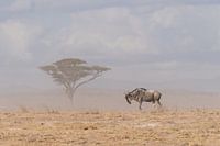 The lone ranger