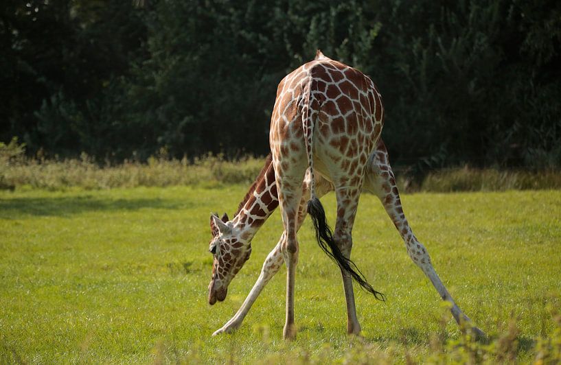 Giraffe by Frank Smedts