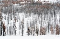 toter Wald im Schnee... Grand Teton Nationalpark *USA* von wunderbare Erde Miniaturansicht