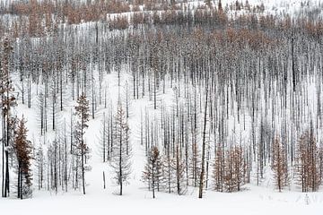 Dead forest in snow... Grand Teton National Park *USA*