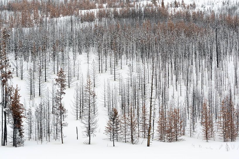 toter Wald im Schnee... Grand Teton Nationalpark *USA* von wunderbare Erde