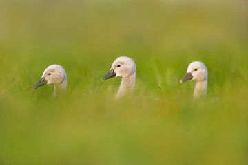 jong geluk by Pim Leijen