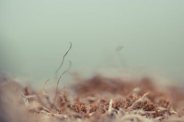 Korstmos op een bruine ondergrond, een groene achtergrond von Robert Wiggers