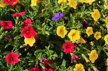 kleurrijk bloeiende petunia's van Heiko Kueverling
