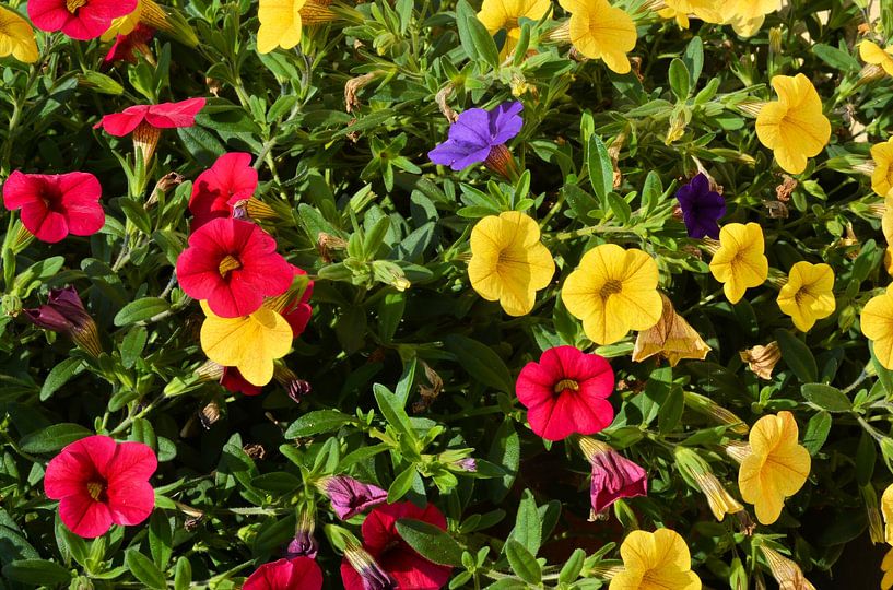 pétunias à fleurs multicolores par Heiko Kueverling