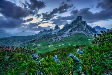 Enzian auf der Alm im Hochgebirge in den Dolomiten in Italien