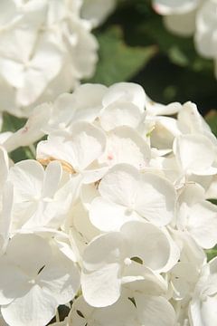 hortensia sur Sarah Gorter