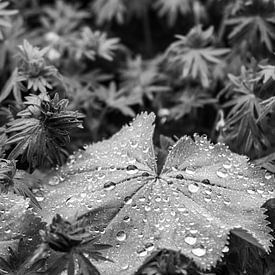Leaf and raindrops by Anjo ten Kate