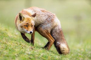 aufmerksamer Fuchs