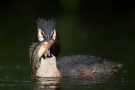 Haubentaucher ( Podiceps cristatus ), Altvogel, detaillierte Nahaufnahme, mit einem dicken Fisch (Ba van wunderbare Erde