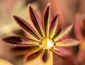 Blüte fallen lassen von Jeroen Mikkers Miniaturansicht