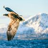 Seeadler, der im Winter über einen Fjord in Norwegen fliegt von Sjoerd van der Wal