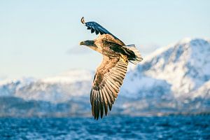 Zeearend vliegend over een fjord in Noorwegen in de winter van Sjoerd van der Wal Fotografie