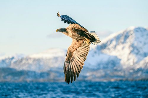 Zeearend vliegend over een fjord in Noorwegen in de winter