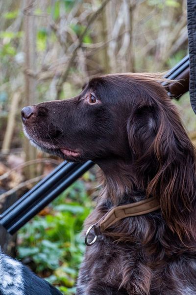 The Hunting by Frans Bovens