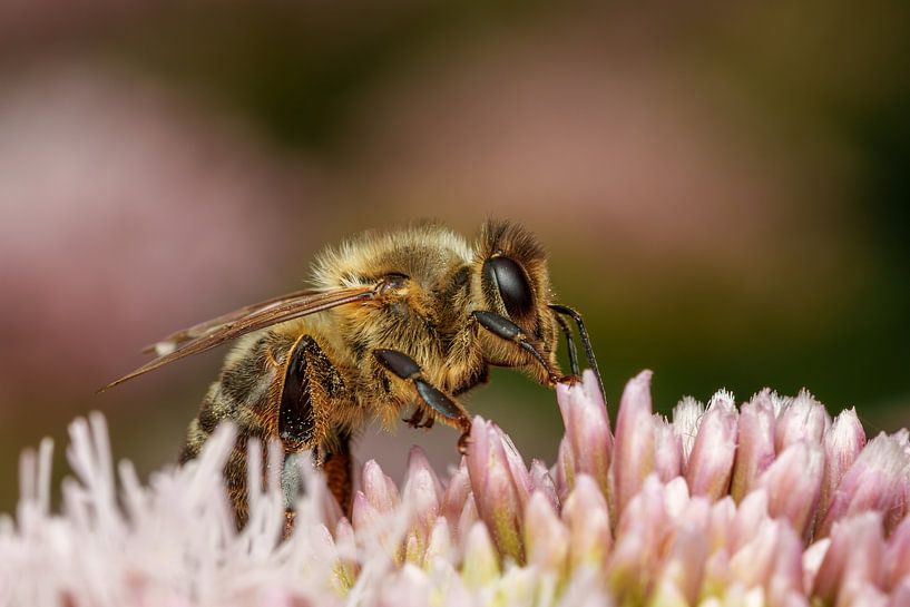 Honigbiene von Joost Potma