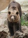 Brown Bear : Animal Park Amersfoort by Loek Lobel thumbnail