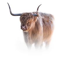Schotse Hooglander