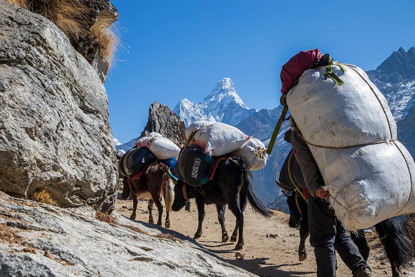 Heavy work in the Himalayas for the Yaks by Ton Tolboom