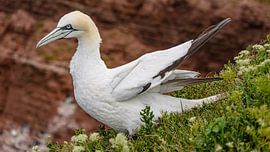 Gannet. by Jaap van den Berg