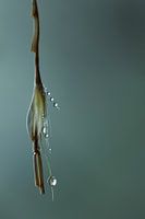 Dewdrops
