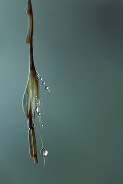 Dewdrops by Shutterbalance