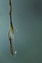 Dewdrops by Shutterbalance thumbnail