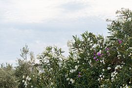 Colourful flowers by Xulé Bogers