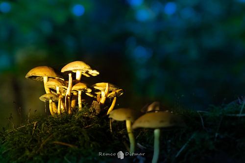 paddenstoelen in de avond