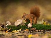 Squirrel on the mushrooms by Inge Duijsens thumbnail