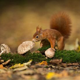 Eekhoorn op de paddenstoelen van Inge Duijsens