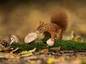 Eekhoorn op de paddenstoelen van Inge Duijsens