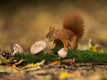 Eichhörnchen auf den Pilzen