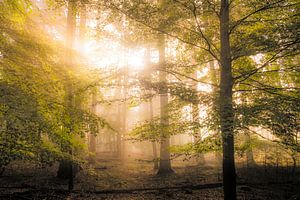 Buchenwaldlandschaft an einem nebligen Herbstmorgen mit Sonnenlicht durch die Baumkronen