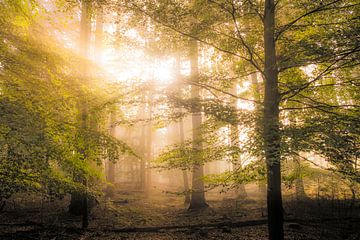 Buchenwaldlandschaft an einem nebligen Herbstmorgen mit Sonnenlicht durch die Baumkronen von Sjoerd van der Wal