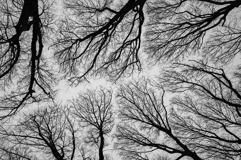 Winterszenen im Groenendaal Heemstede 3 BNW 3-2 von Martijn Jebbink Photography