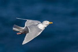 Grote Burgemeester, Larus hyperboreus leuceretes van AGAMI Photo Agency