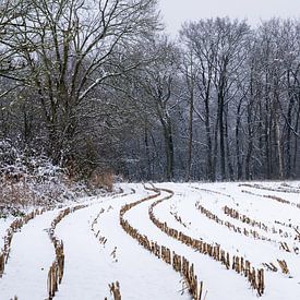 Schneebedecktes Feld von Jacques Splint