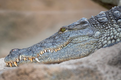 Face to face with one of the planet’s oldest predators