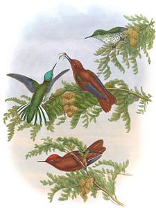 Zimtfeuerer, John Gould von Hummingbirds