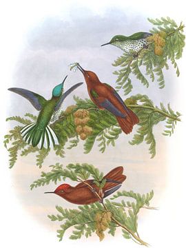 Cinnamon Firecrown, John Gould van Hummingbirds