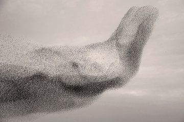 Starling swarm in the shape of an elephant's head by Franke de Jong