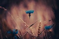 Korenbloem Cinematic
