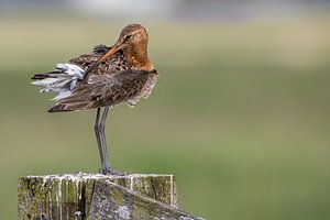 Uferschnepfe beim Wachsen