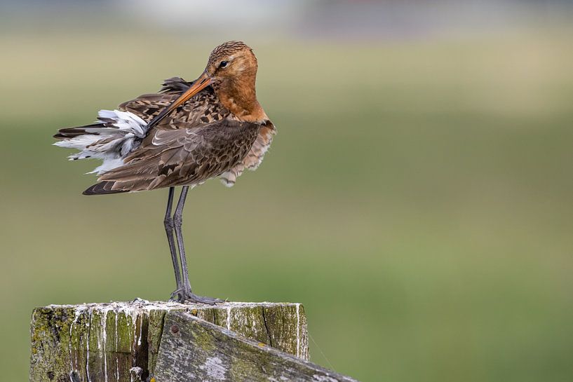 Grutto aan het wasen van Thijs Schouten