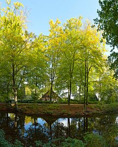 Forêt d'automne sur Rene van der Meer